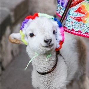 Meet your Posher, Alison